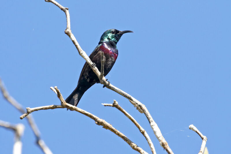 Purple-banded Sunbird male adult breeding, song