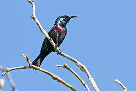 Purple-banded Sunbird