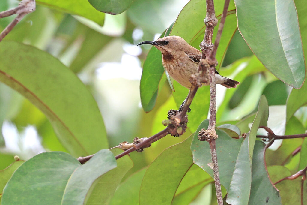 Carmelite Sunbird