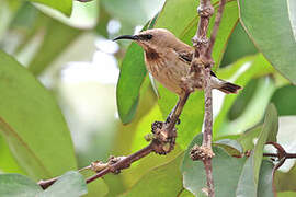 Carmelite Sunbird