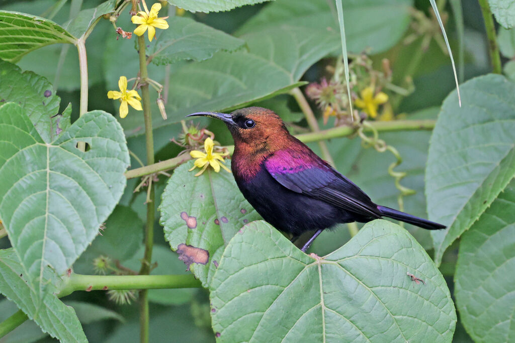 Copper Sunbird male adult