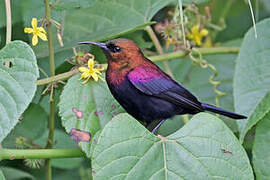 Copper Sunbird