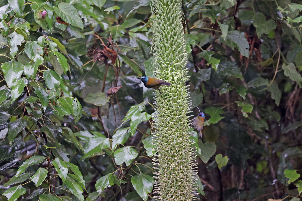 Blue-headed Sunbird