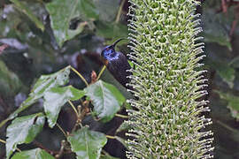 Blue-headed Sunbird