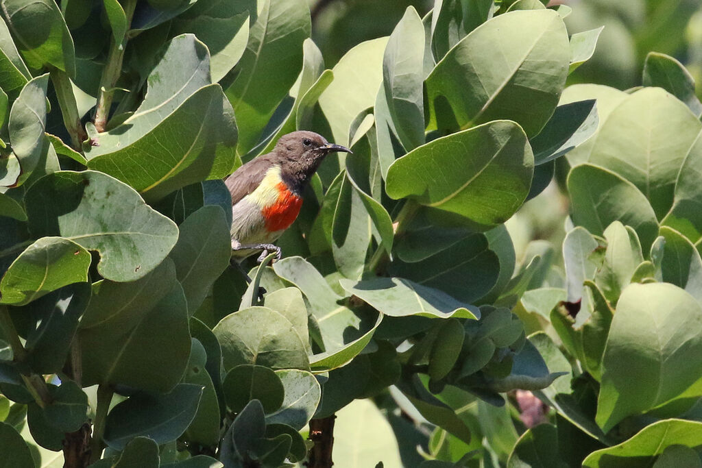 Anchieta's Sunbird