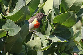 Anchieta's Sunbird