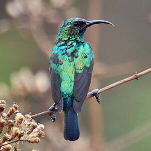 Souimanga de Bouvier