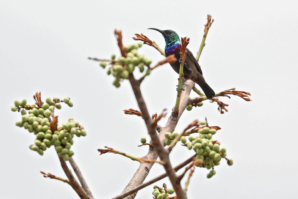 Souimanga de Bouvier