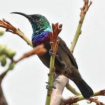 Souimanga de Bouvier