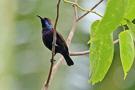 South Moluccan Sunbird