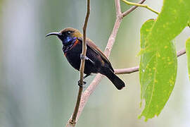 South Moluccan Sunbird