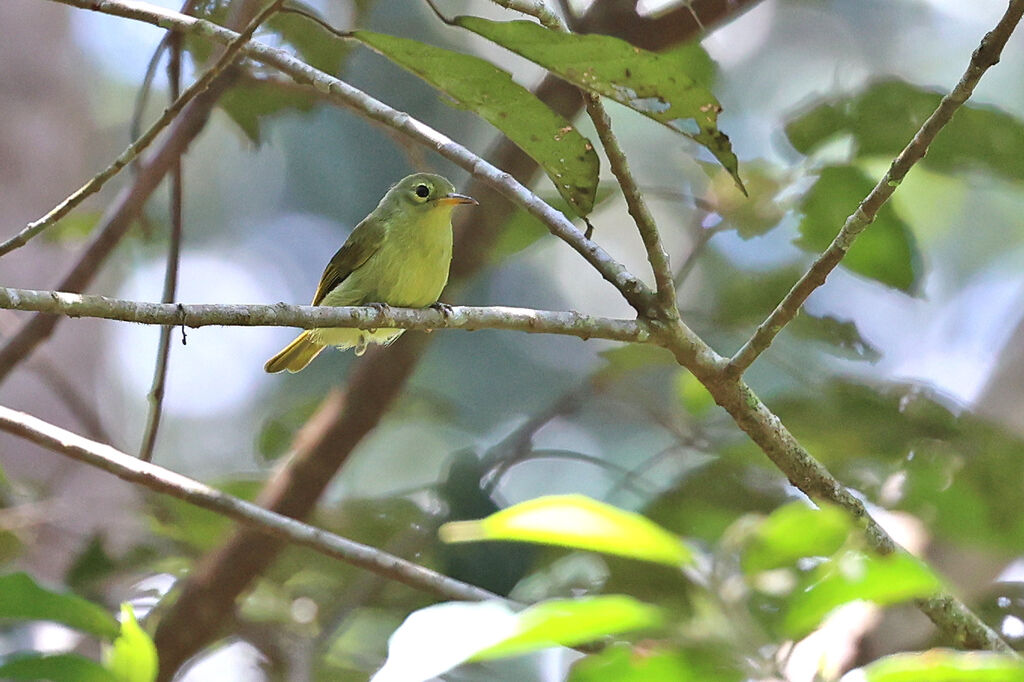 Fraser's Sunbird