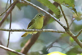 Fraser's Sunbird