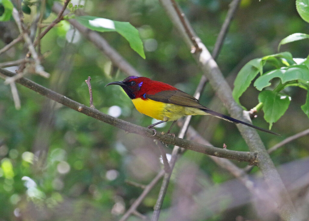 Mrs. Gould's Sunbird male adult breeding