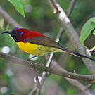 Souimanga de Gould
