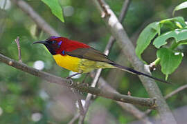 Mrs. Gould's Sunbird