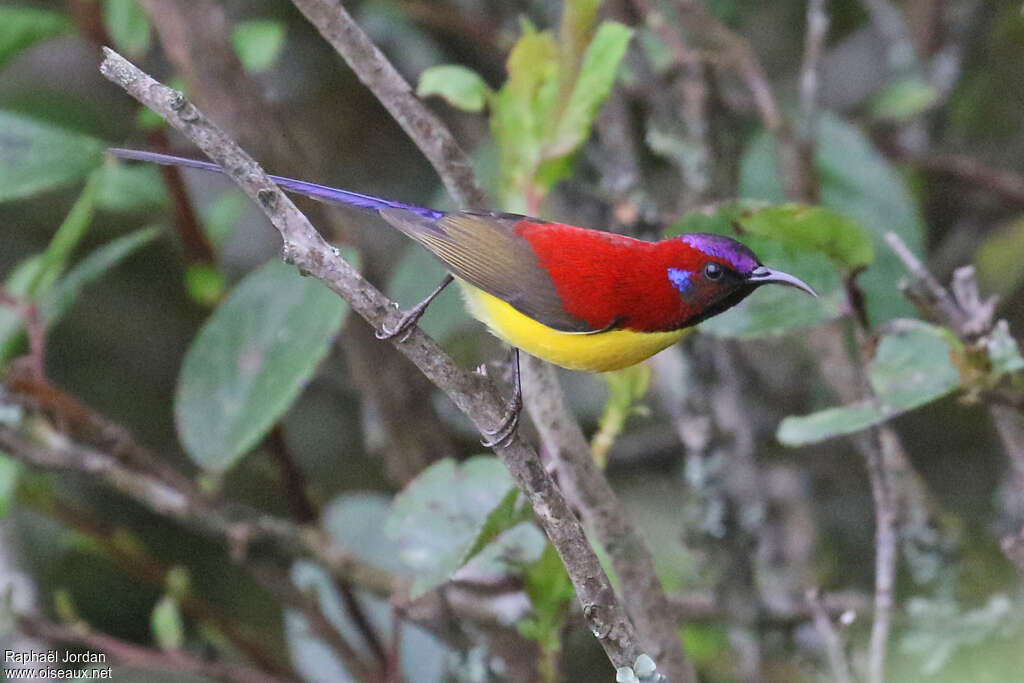 Mrs. Gould's Sunbird male adult breeding, identification