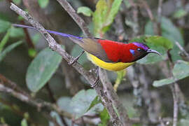 Mrs. Gould's Sunbird