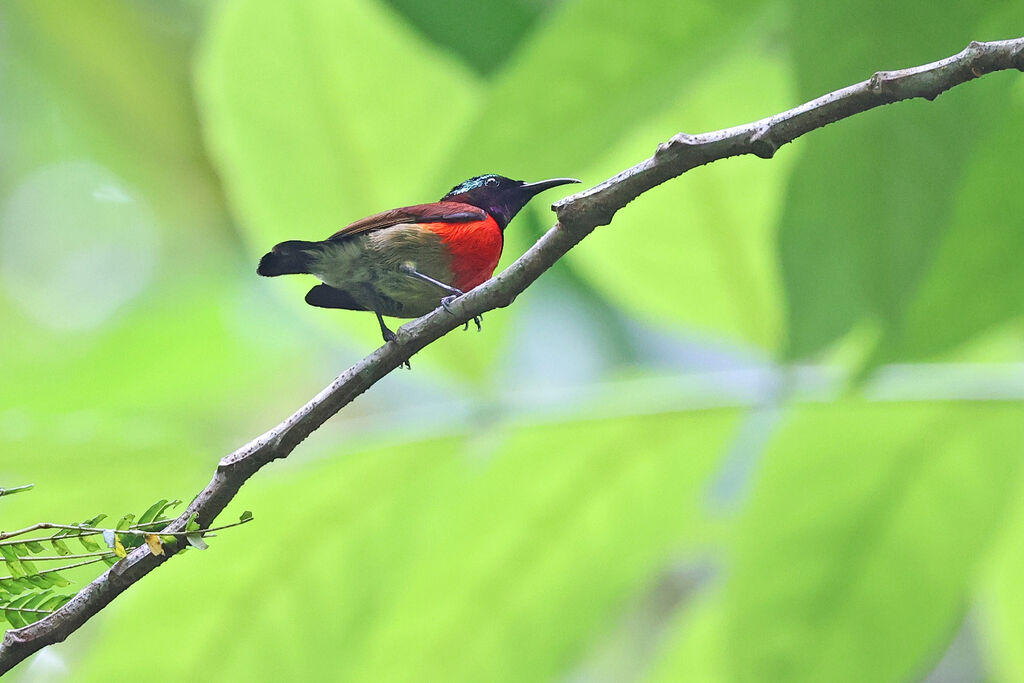 Souimanga de Hasselt mâle adulte