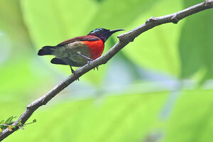 Souimanga de Hasselt