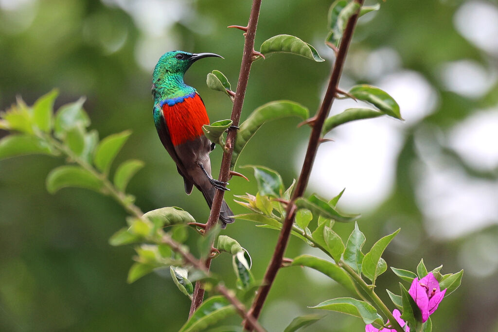 Souimanga de l'Angola - Souimanga d'Angola<br /> mâle adulte