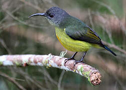 Lina's Sunbird