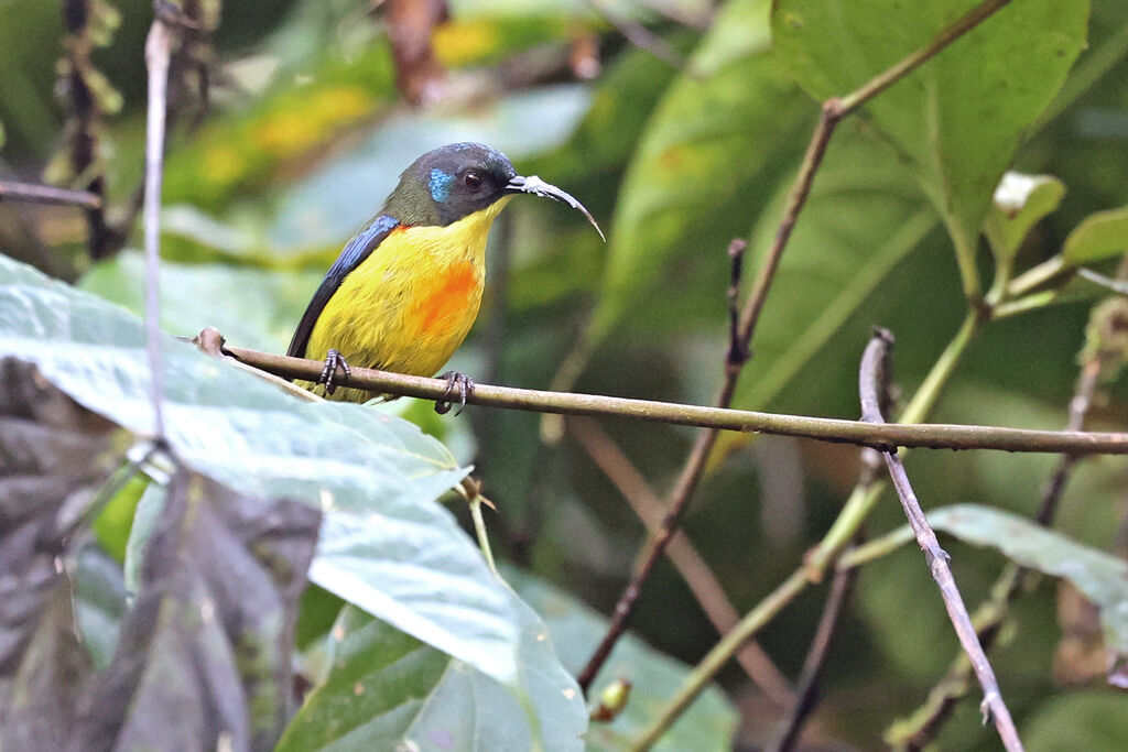 Lina's Sunbird male adult