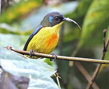Lina's Sunbird
