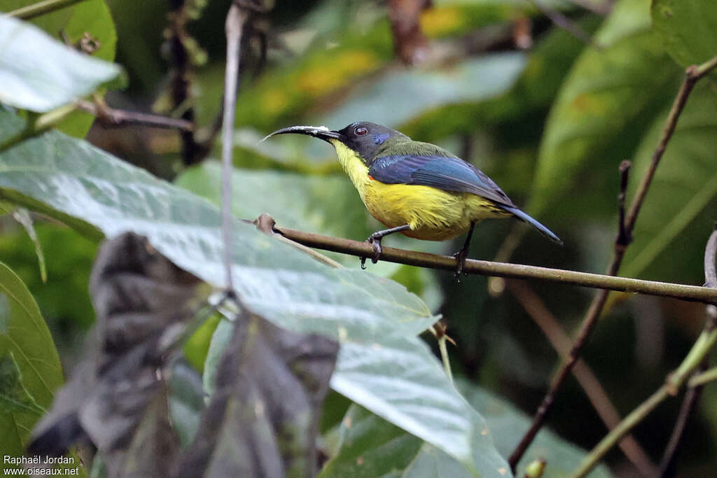 Lina's Sunbird male adult