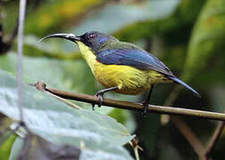 Lina's Sunbird