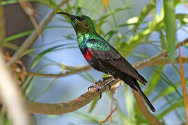 Marico Sunbird