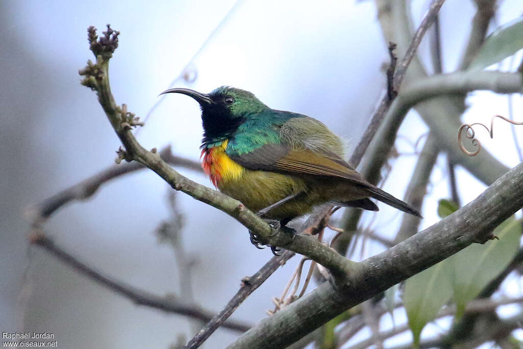 Souimanga de Moreau mâle adulte, identification