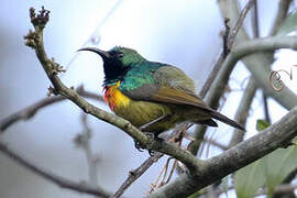 Moreau's Sunbird