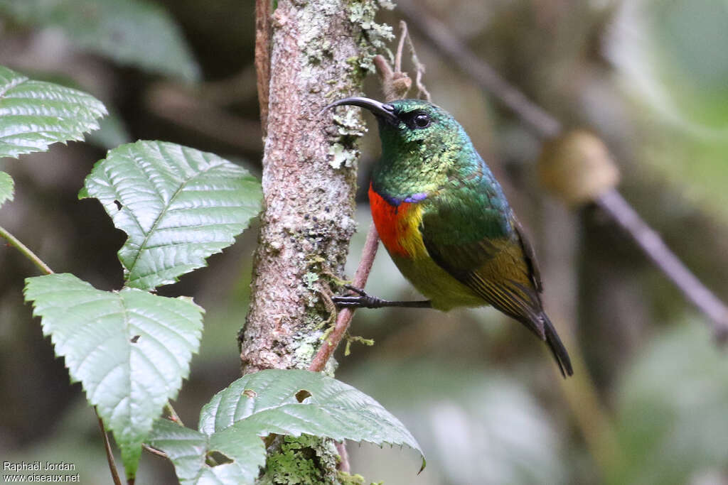 Moreau's Sunbird male adult, close-up portrait, pigmentation