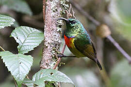 Moreau's Sunbird