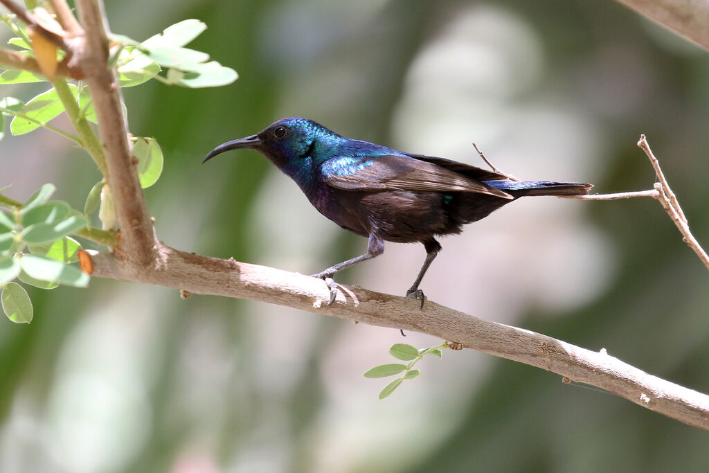 Palestine Sunbird male adult