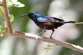 Palestine Sunbird