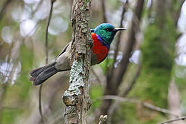 Rwenzori Double-collared Sunbird