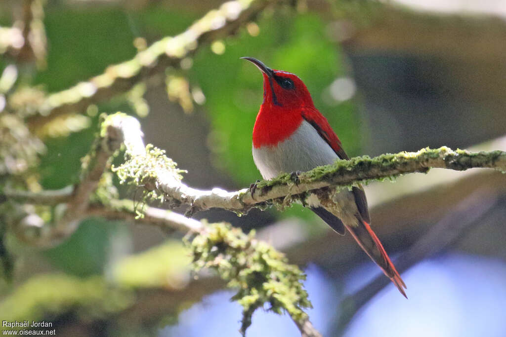 Temminck's Sunbird male adult