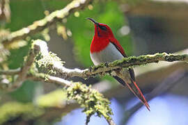 Temminck's Sunbird