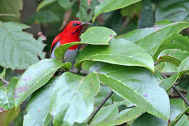 Temminck's Sunbird