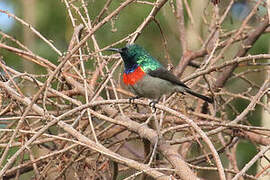 Whyte's Double-collared Sunbird