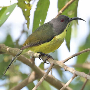 Souimanga des T'bolis