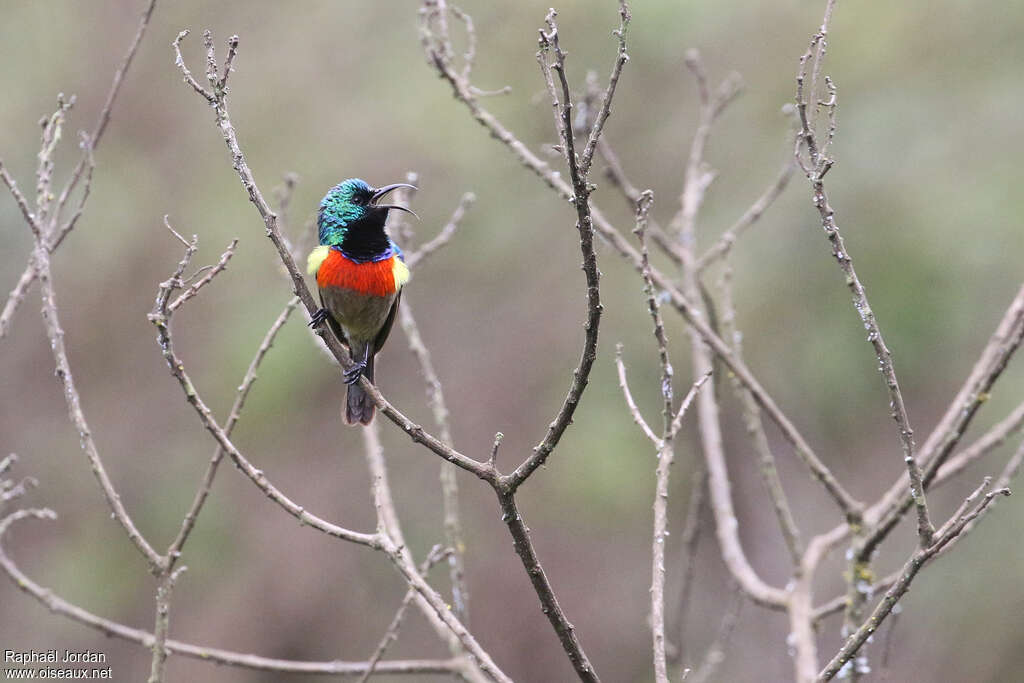 Eastern Double-collared Sunbird male adult breeding, pigmentation, song