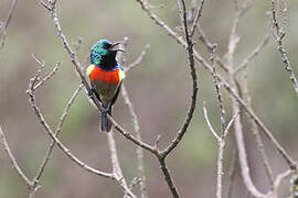 Eastern Double-collared Sunbird