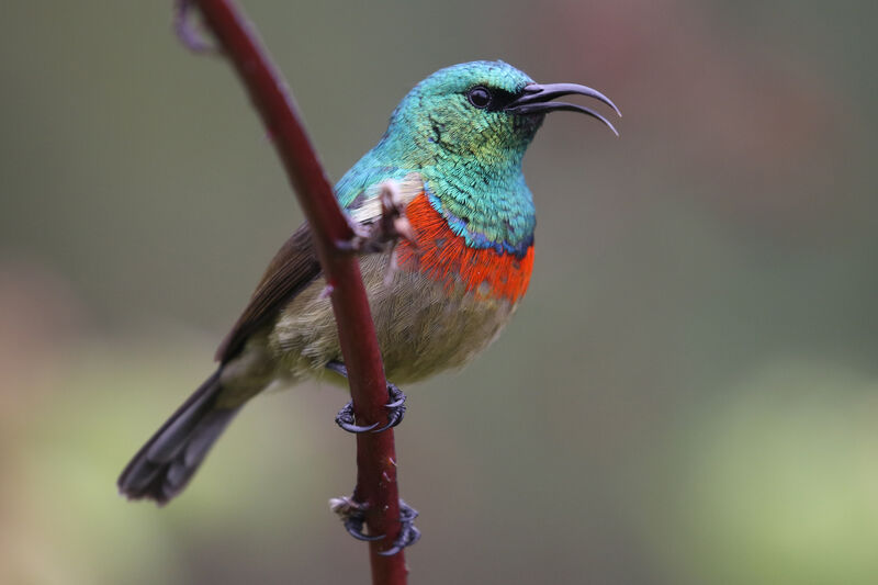 Eastern Double-collared Sunbird male adult breeding