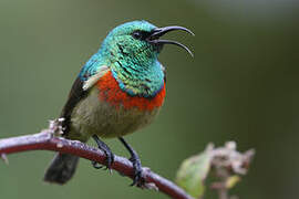 Eastern Double-collared Sunbird