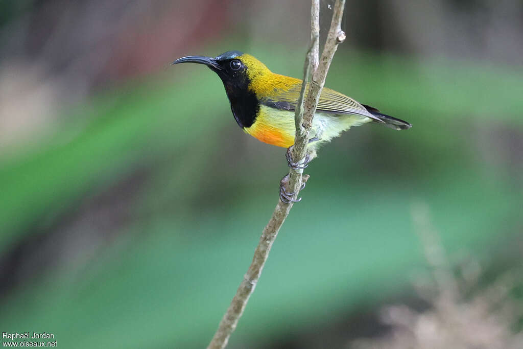 Flaming Sunbird male adult, identification
