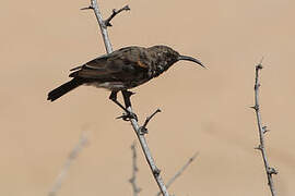 Dusky Sunbird