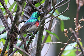 Tiny Sunbird